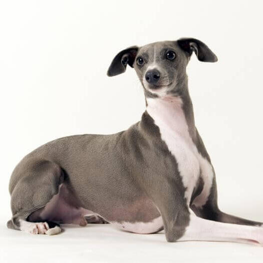 Italian sales greyhound breed